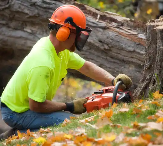 tree services Fennville